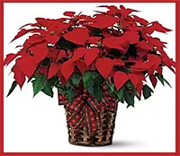 Christmas Eve Services – Dec. 24, 5 pm and 9 pm